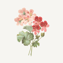 Load image into Gallery viewer, Roll-on eau de toilette - Geranium Rosat