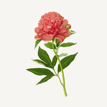 Load image into Gallery viewer, Soothing Almond extra-mild soap