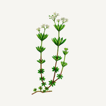 Load image into Gallery viewer, Eau de toilette - Stimulating Criste Marine