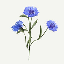 Charger l'image dans la galerie, Démaquillant - Pivoine radieuse