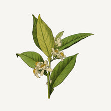 Load image into Gallery viewer, Eau de toilette - Precious Jasmine