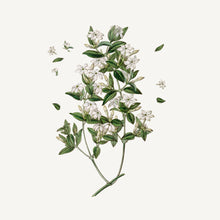 Charger l'image dans la galerie, Recharge de savon liquide pour les mains - Jasmin précieux