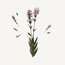 Load image into Gallery viewer, Eau de toilette - Relaxing Lavender