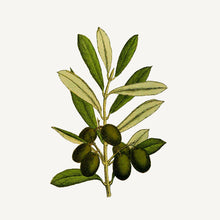 Charger l'image dans la galerie, Recharge de savon liquide pour les mains - Jasmin précieux