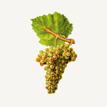Charger l'image dans la galerie, Huile corporelle ultra-active - Raisin régénérant
