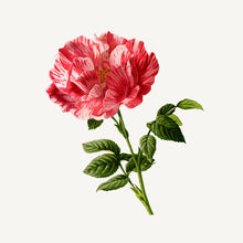 Load image into Gallery viewer, Eau de toilette - Rejuvenating rose